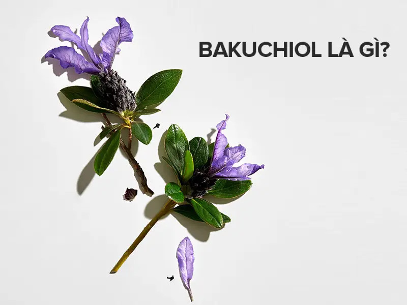 alt: Hình ảnh chiết xuất Bakuchiol từ cây Psoralea Corylifolia