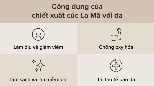 alt text: Cận cảnh hoa cúc La Mã, nguồn dưỡng chất quý giá cho làn da