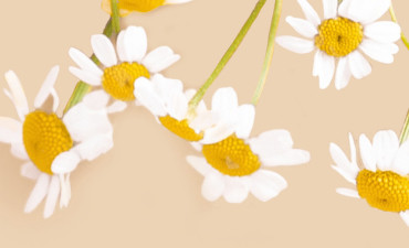 Chiết xuất cúc la mã