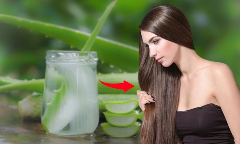 Dưỡng tóc khô xơ hư tổn với nha đam