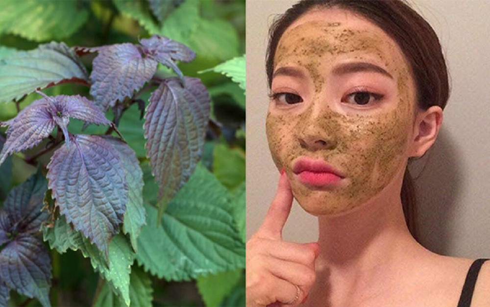 Làm trắng bằng lá tía tô đắp mặt