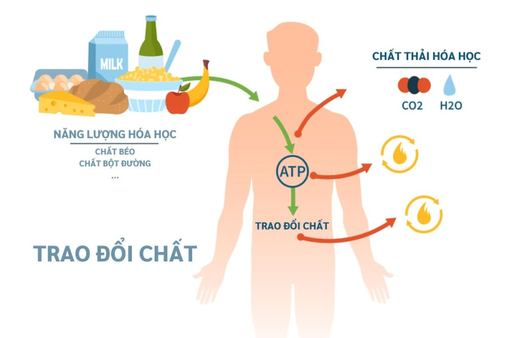 Tăng cường khả năng trao đổi chất