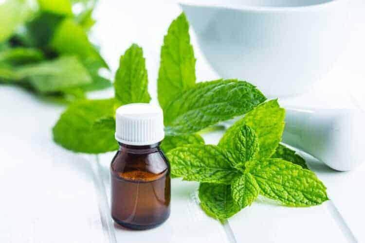 Điều trị mụn với tinh dầu bạc hà