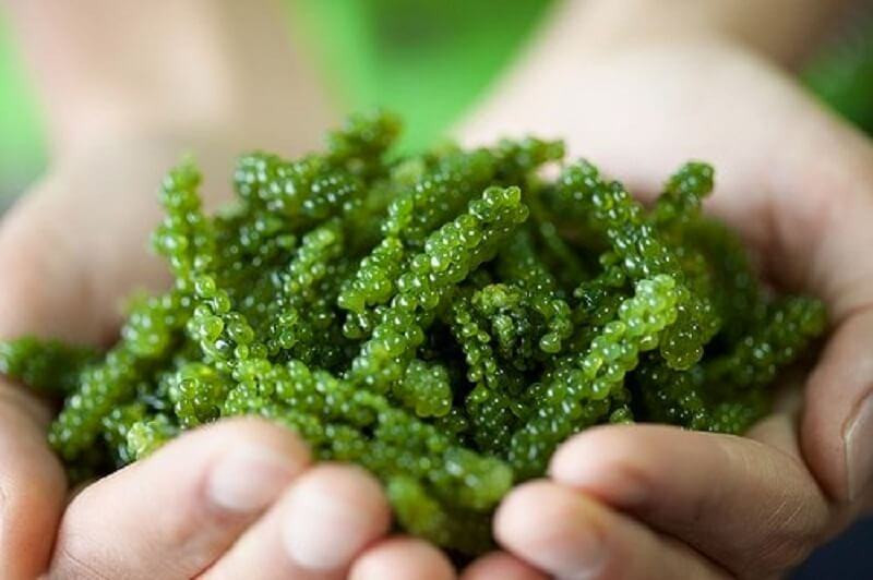 Lợi ích của rong biển trong phòng chống ung thư