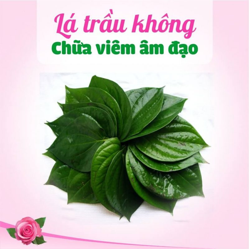 Sử dụng lá trầu không