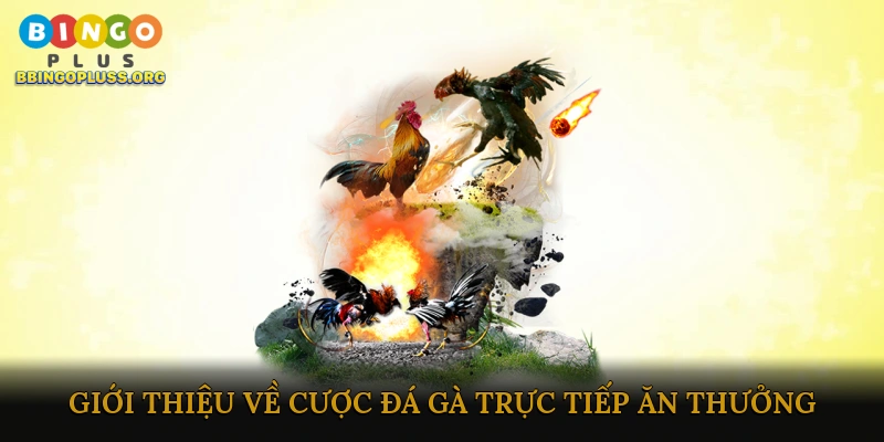 Cược đá gà trực tiếp ăn thưởng