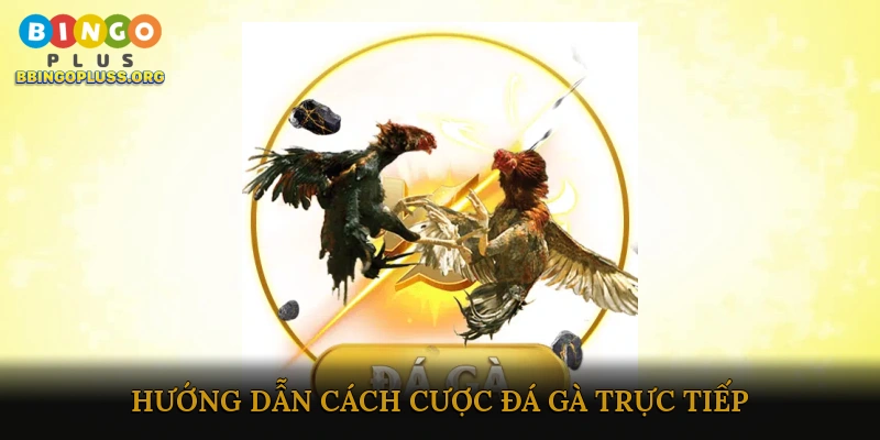 Cược đá gà trực tiếp ăn thưởng