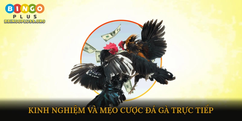 Cược đá gà trực tiếp ăn thưởng