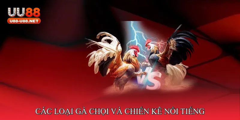 Đá gà cao thủ tranh tài