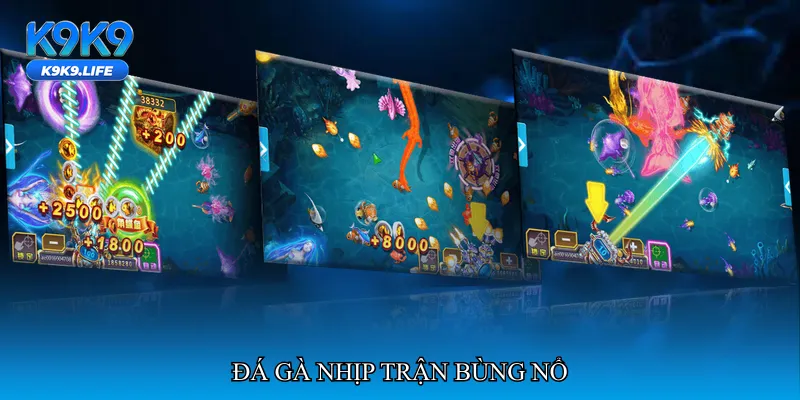 Đá gà nhịp trận bùng nổ