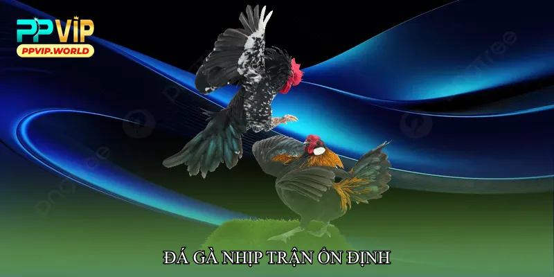 Đá gà nhịp trận ổn định