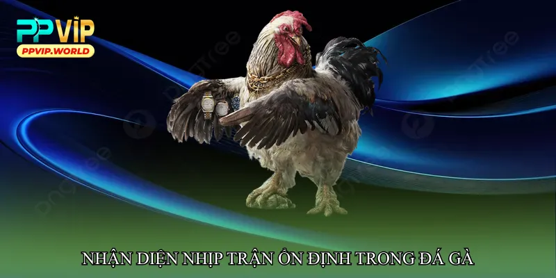 Đá gà nhịp trận ổn định